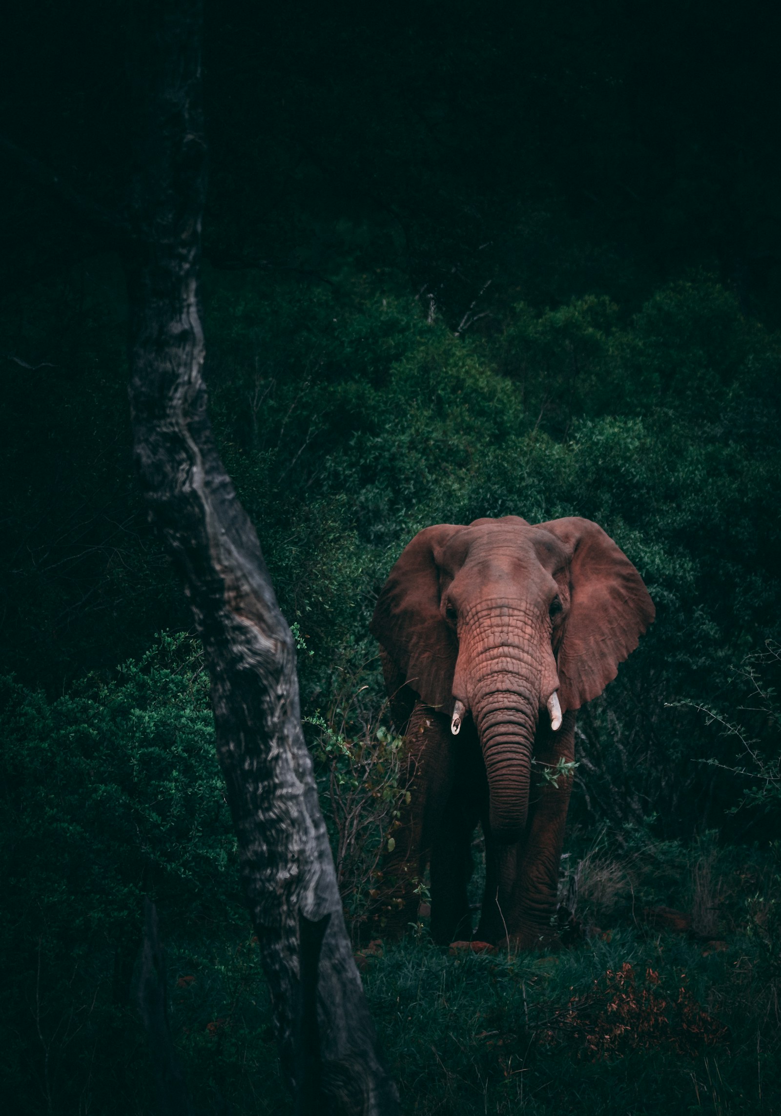 Featured wildlife photograph 3